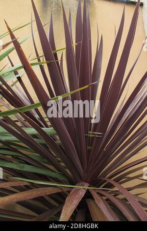 Chou palmier Red Star feuilles - nom latin - Cordyline Plante australis Red Star isolée Banque D'Images