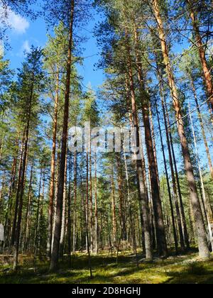 grands pins illuminés par le soleil d'été beau paysage forestier, vue à angle bas Banque D'Images
