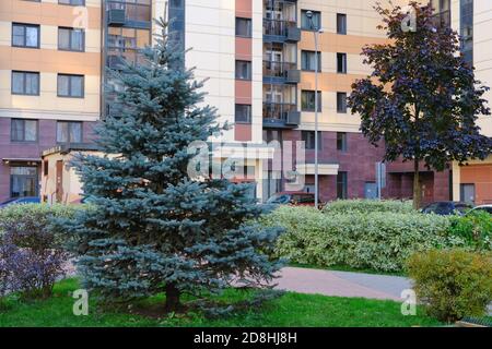 Grand sapin bleu, Picea pungens ou Colorado Blue Spruce, sur une pelouse ornementale devant un grand bâtiment résidentiel. Banque D'Images