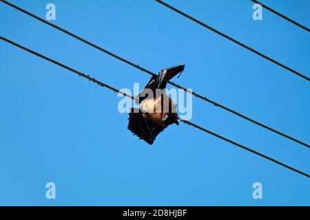 La chauve-souris est morte en raison d'un choc électrique suspendu dans l'appareil électrique ligne contre le ciel Banque D'Images