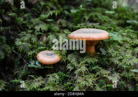 Gros plan sur les champignons sauvages d'Orange Banque D'Images