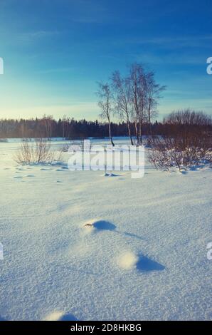 Paysage hivernal gelé avec pelouse de forêt illuminée par la lumière du soleil levant. Banque D'Images