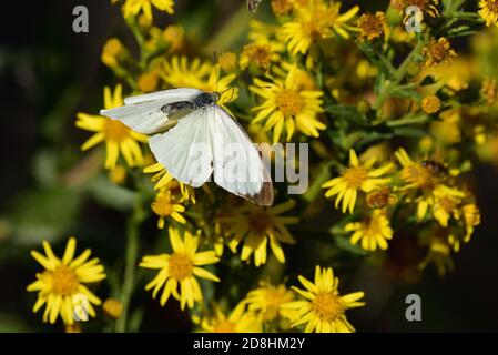 Macro photographie d'une paire de spécimens de grands blancs, également appelés papillon de chou, blanc de chou (Pieris brassicae), papillon des Pieridae Banque D'Images