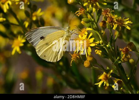 Macro photographie d'une paire de spécimens de grands blancs, également appelés papillon de chou, blanc de chou (Pieris brassicae), papillon des Pieridae Banque D'Images