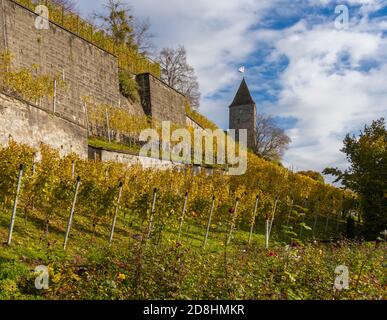 Vignobles en bord de lac du monastère de Capuchin dans l'Altstadt de Rapperswil, Saint-Gall, Suisse Banque D'Images