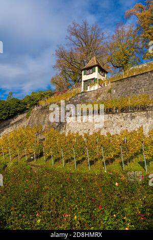 Vignobles en bord de lac du monastère de Capuchin dans l'Altstadt de Rapperswil, Saint-Gall, Suisse Banque D'Images