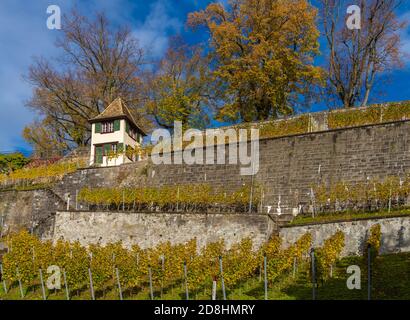 Vignobles en bord de lac du monastère de Capuchin dans l'Altstadt de Rapperswil, Saint-Gall, Suisse Banque D'Images