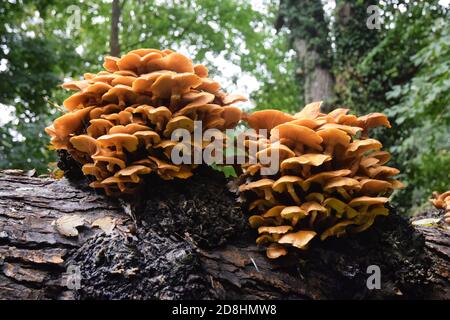 champignon poussant sur un arbre mort, norfolk, angleterre, royaume-uni Banque D'Images