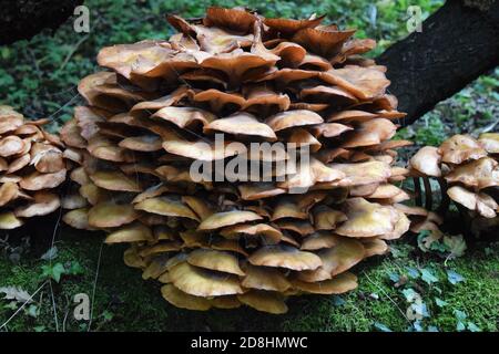 champignon poussant sur un arbre mort, norfolk, angleterre, royaume-uni Banque D'Images