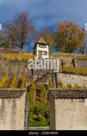 Vignobles en bord de lac du monastère de Capuchin dans l'Altstadt de Rapperswil, Saint-Gall, Suisse Banque D'Images