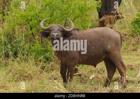 Gros plan de Buffalo (nom scientifique: Syncerus caffer ou 'Nyati ou Mbogo' à Swaheli) image prise sur Safari situé dans le parc national de Tarangire à t Banque D'Images