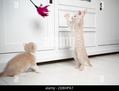 deux chatons de shorthair britanniques de tabby crème jouant avec le jouet de plumes Banque D'Images