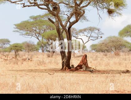 2 lionesses se reposant à l'ombre par un termite (Panthera leo) Tarangire, parc national, Tanzanie Banque D'Images