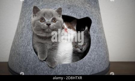 groupe de quatre chatons anglais de shorthair de couleur différente à l'intérieur de grotte en feutre pour animaux de compagnie Banque D'Images