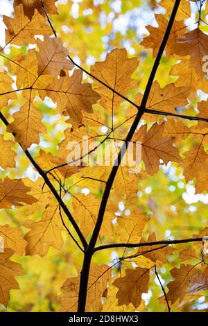 Feuilles d'automne jaune vif sur branche d'arbre, Newbury, Berkshire, Angleterre, Royaume-Uni, Europe, Banque D'Images