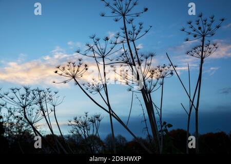 Le persil de vache flétrit sur le ciel bleu et les nuages orange au lever du soleil, West Berkshire, Angleterre, Royaume-Uni, Europe Banque D'Images