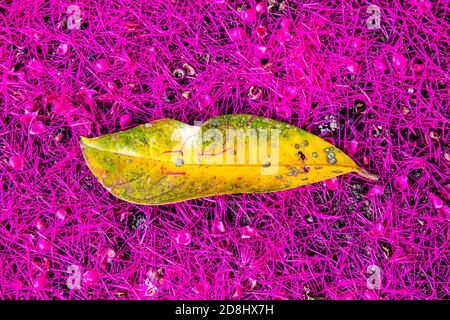 Feuille d'un pommier malais (Syzygium malaccense ) sur un beau tapis rose de ses fleurs Banque D'Images