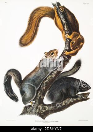 Illustrations du vivipare QUADRUPEDS de l'Amérique du Nord par John James et John Woodhouse Audubon. Banque D'Images