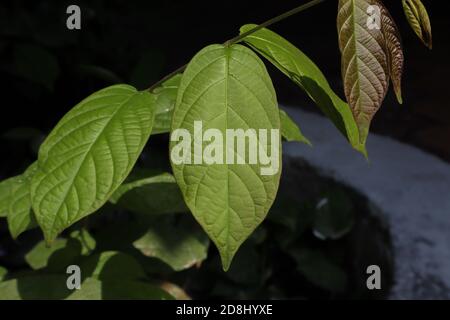 Magnifique motif de nouvelles feuilles de Mitragyna speciosa (plante de Kratom). Utilisé pour la création de médicaments traditionnels dans peu de pays d'Asie du Sud-est. Banque D'Images