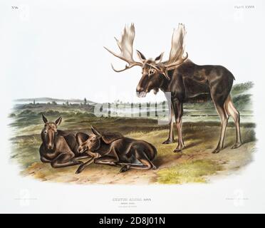 Illustrations du vivipare QUADRUPEDS de l'Amérique du Nord par John James et John Woodhouse Audubon. Banque D'Images