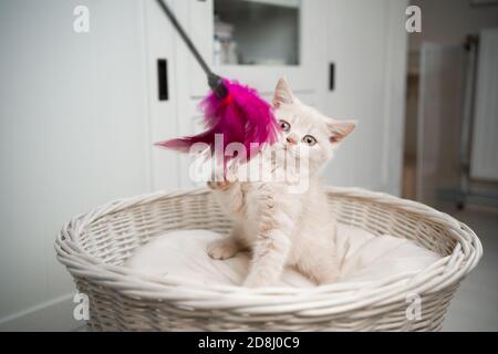 adorable chaton pylashort britannique sur un lit d'animal de compagnie jouant avec des plumes jouet Banque D'Images