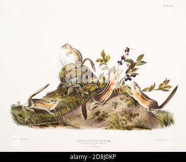 Illustrations du vivipare QUADRUPEDS de l'Amérique du Nord par John James et John Woodhouse Audubon. Banque D'Images