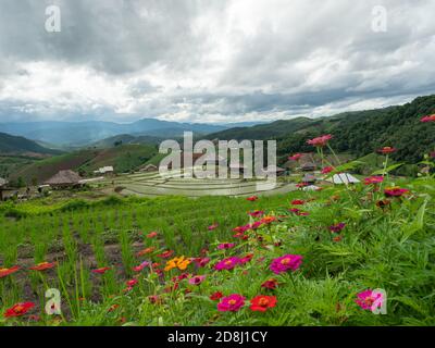 Le paysage de chalets ou de huttes à la terrasse de riz Pa Bong Piang au début de la saison de plantation de riz. Un groupe de petites huttes ou de la maison dans le m Banque D'Images