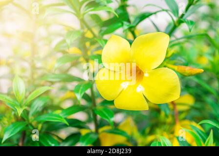 Caesalpinia flower sur fond de feuilles vertes floues, Caesalpinia est un genre de plantes à fleurs de la famille des légumineuses Banque D'Images