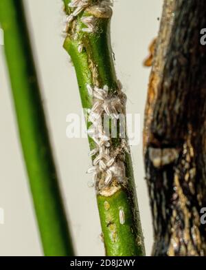 Colonie de Mealybugs Pseudococcidae scabies Diaspididae attaque le citron intérieur Banque D'Images