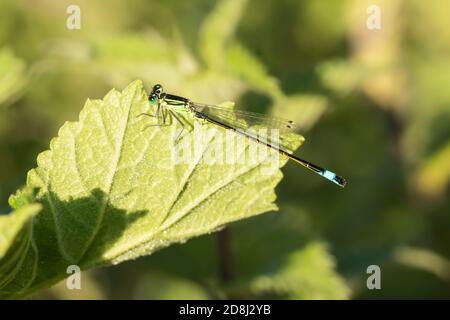 Damselfly à queue bleue perchée sur une feuille Banque D'Images