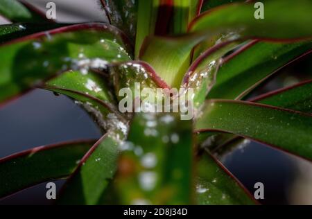 Colonie de Mealybugs Pseudococcidae scabies Diaspididae attaque la plante du foyer Dracaena Banque D'Images