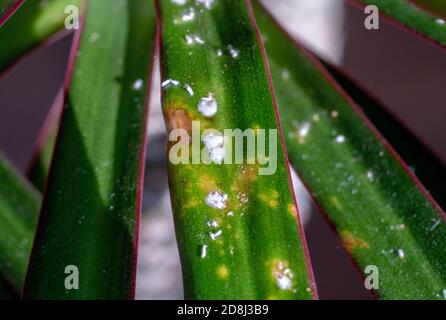 Colonie de Mealybugs Pseudococcidae scabies Diaspididae attaque la plante du foyer Dracaena Banque D'Images