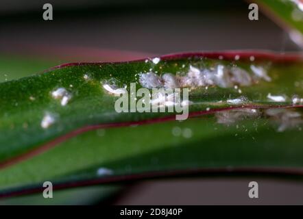 Colonie de Mealybugs Pseudococcidae scabies Diaspididae attaque la plante du foyer Dracaena Banque D'Images