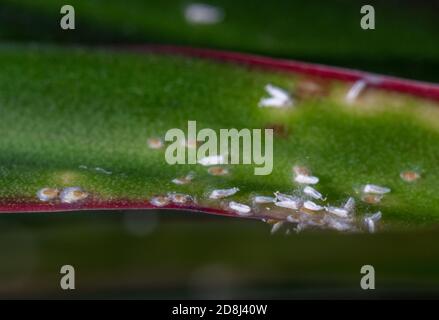 Colonie de Mealybugs Pseudococcidae scabies Diaspididae attaque la plante du foyer Dracaena Banque D'Images