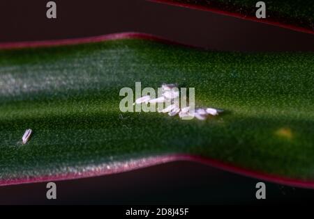 Colonie de Mealybugs Pseudococcidae scabies Diaspididae attaque la plante du foyer Dracaena Banque D'Images