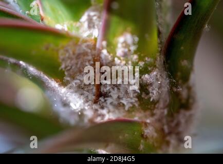 Colonie de Mealybugs Pseudococcidae scabies Diaspididae attaque la plante du foyer Dracaena Banque D'Images