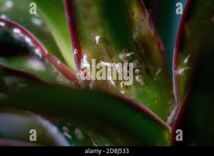 Colonie de Mealybugs Pseudococcidae scabies Diaspididae attaque la plante du foyer Dracaena Banque D'Images