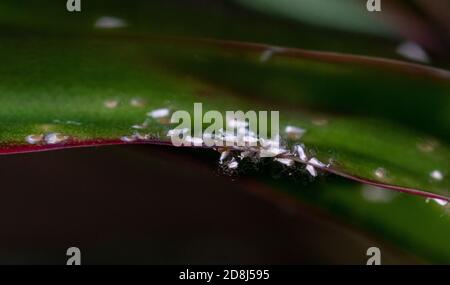 Colonie de Mealybugs Pseudococcidae scabies Diaspididae attaque la plante du foyer Dracaena Banque D'Images