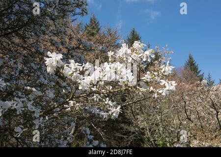 Floraison printanière fleurs blanches sur un magnolia du nord du Japon (Magnolia kobus) croissant dans un jardin des bois à Rural Devon, Angleterre, Royaume-Uni Banque D'Images