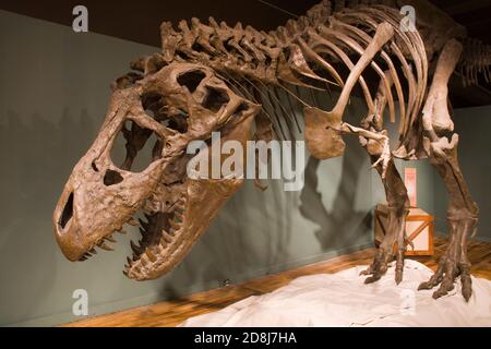 Tyrannosaurus rex, South Carolina State Museum, Columbia, Caroline du Sud, USA Banque D'Images