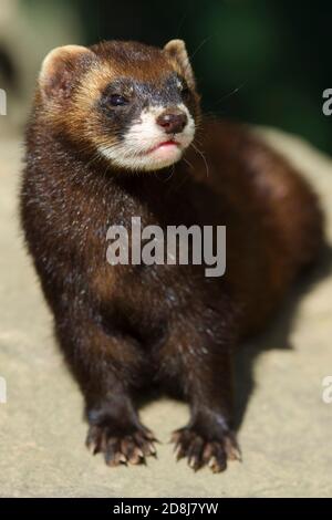 Captive Polecat (Mustela putorius) British Wildlife Centre, Surrey. 08.09.2012. Banque D'Images