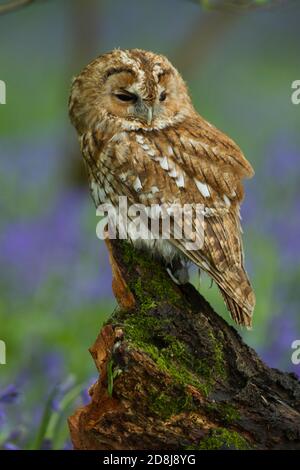 Chouette tawny captive (Strix aluco) assise sur le Stump d'arbre .British Wildlife Centre Surrey.22.04.2014. Banque D'Images