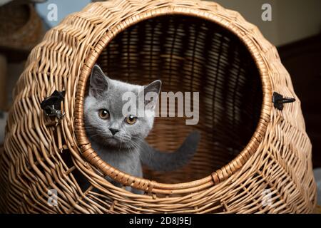 un chaton anglais court gris bleu prudent reposant à l'intérieur du panier transporteur cat regardant la caméra Banque D'Images