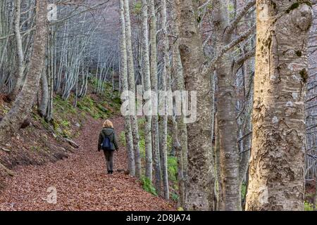 Une femme blonde solitaire marche dans une forêt sur un tapis de feuilles sèches en automne, Lago Santo Modenese, Italie Banque D'Images