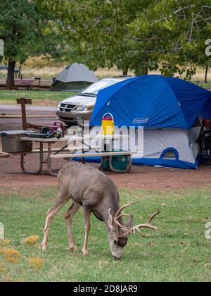 Deer dans le camping Fruita, parc national de Capitol Reef, Utah. Banque D'Images