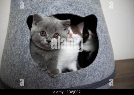 trois chatons anglais shorthait de couleur différente curieux et timide à l'intérieur de la grotte pour animaux de compagnie de chat Banque D'Images