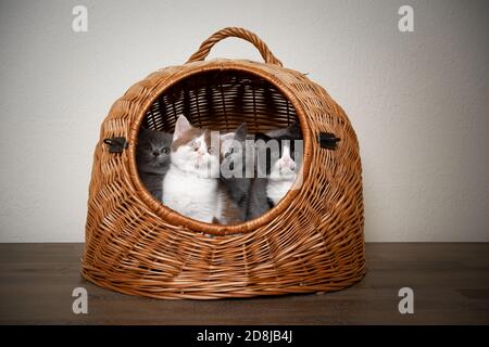 groupe de cinq chatons britanniques de shorthair de couleur différente se reposant ensemble intérieur du panier porte-animal avec vue sur l'extérieur Banque D'Images