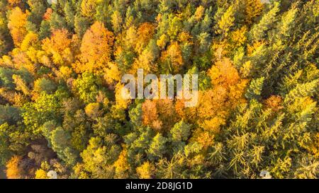 Vue d'en haut sur le paysage de la forêt d'automne. Fond de nature coloré. Forêt d'automne vue aérienne de drone.paysage idyllique d'automne d'un oeil d'oiseaux vue.arbres