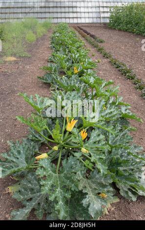 Fleur jaune tête d'une maison biologique fleuri d'été Zucchini ou plante de courgette (Cucurbita pepo) Culture sur une allotissement dans un jardin de légumes Banque D'Images