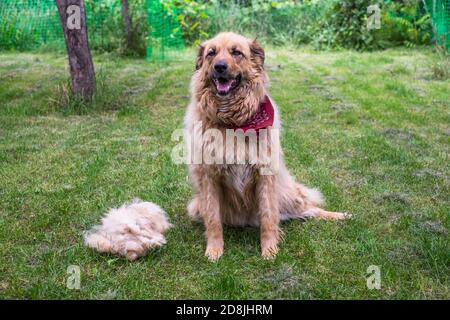 Un grand chien joyeux et doux est assis après avoir fait sortir la laine à l'extérieur. Banque D'Images